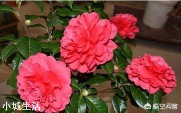 为什么在北方很多人都说茶花很难养,买回家没多久就死掉了?
