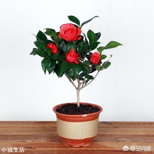 为什么在北方很多人都说茶花很难养,买回家没多久就死掉了?