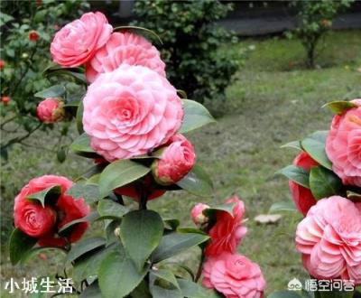 为什么在北方很多人都说茶花很难养,买回家没多久就死掉了?