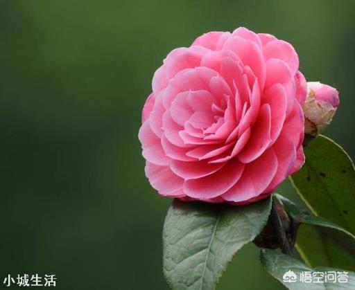 为什么在北方很多人都说茶花很难养,买回家没多久就死掉了?