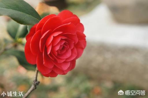 为什么在北方很多人都说茶花很难养,买回家没多久就死掉了?