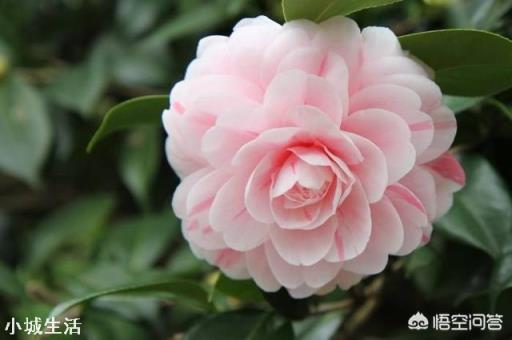 为什么在北方很多人都说茶花很难养,买回家没多久就死掉了?
