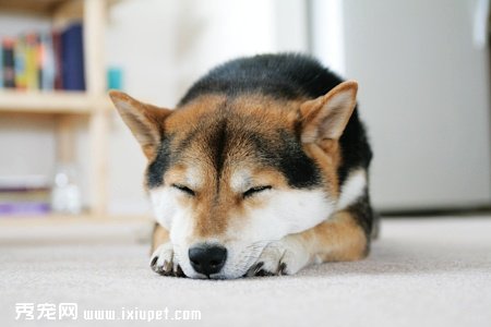 如何训练柴犬拒绝食物