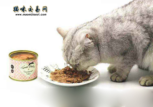 2019年国庆节宠物猫行业感恩回馈活动开展！