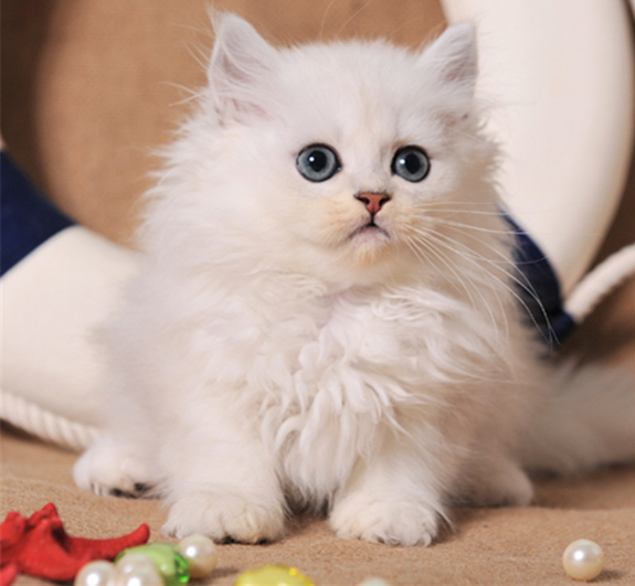 猫咪长跳蚤怎么处理？有什么解决办法