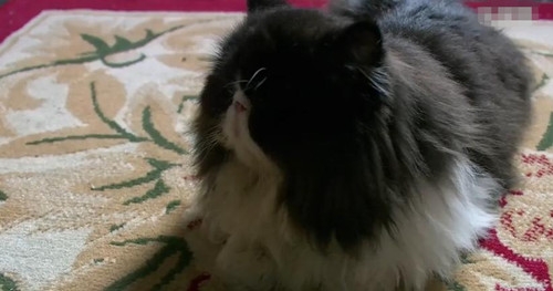 猫主必知波斯猫的洗澡常识波斯猫