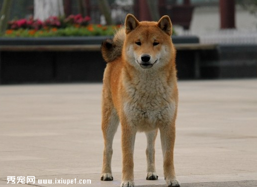 柴犬不聽話怎么辦？如何訓練柴犬更聽話