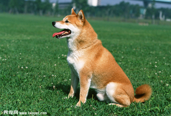 日本柴犬应该如何选购？