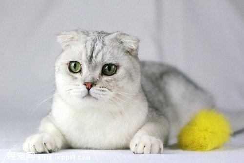 如何训练猫猫在固定的地方睡觉?