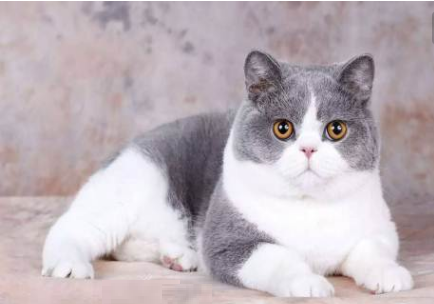 猫咪鼻子不通风怎么办？如何解决这个问题？