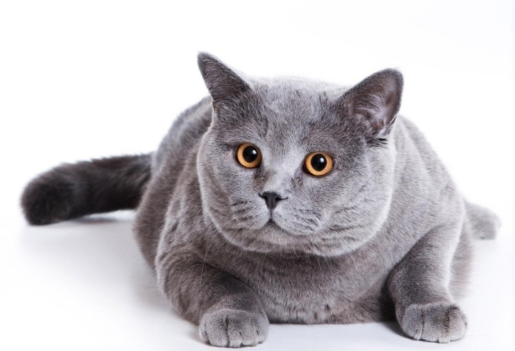 猫咪为什么会乱撒尿？如何纠正它的这种习惯？