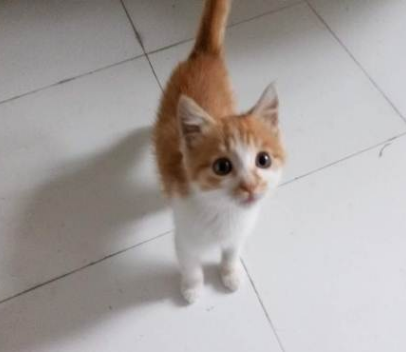 猫咪为什么会乱撒尿？如何纠正它的这种习惯？
