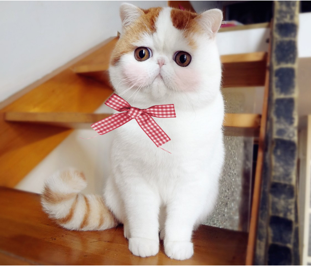 猫咪生病了我们应该怎么办?如何给猫咪治疗?