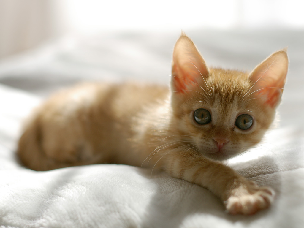 最正确的金吉拉猫饲养方法 金吉拉猫健康护理知识必读