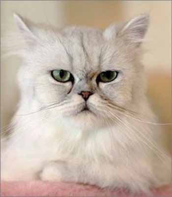 最正确的金吉拉猫饲养方法 金吉拉猫健康护理知识必读