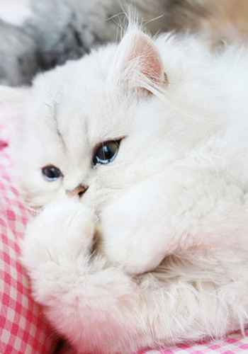 最正确的金吉拉猫饲养方法 金吉拉猫健康护理知识必读