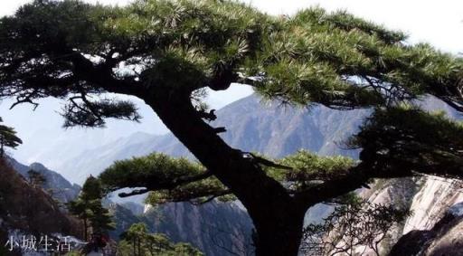 《松树的风格》写得怎么样？