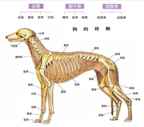 狗狗骨骼系统结构及生长发育