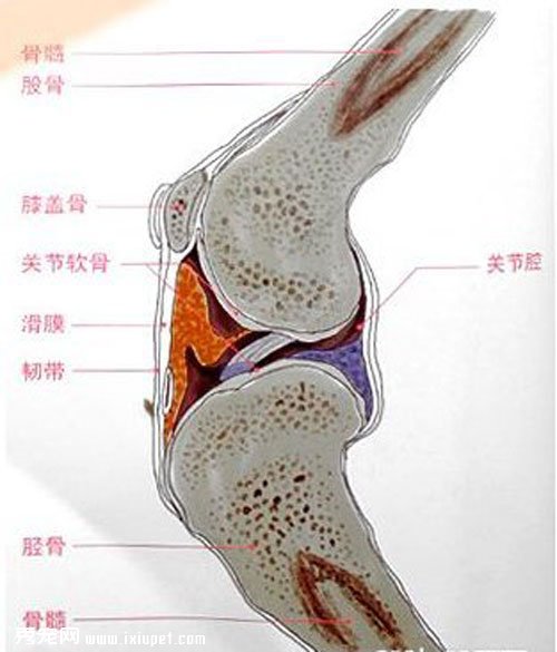 狗狗骨骼系统结构及生长发育