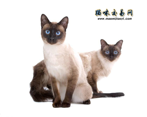 2019年国庆70周年庆猫咪交易网宠物猫价格特惠公布！