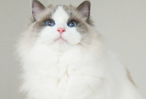 2019年国庆70周年庆猫咪交易网宠物猫价格特惠公布！
