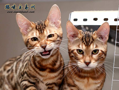 橘猫会游泳吗