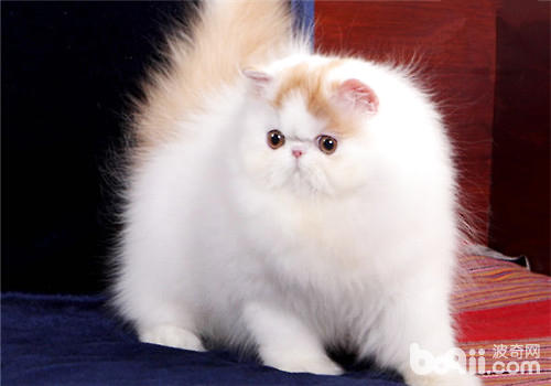 穷养?富养?养一只猫咪要花费多少钱?
