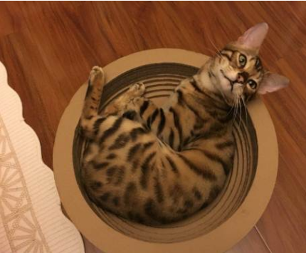 怎么照顾生病的猫咪？喝水是必不可少的
