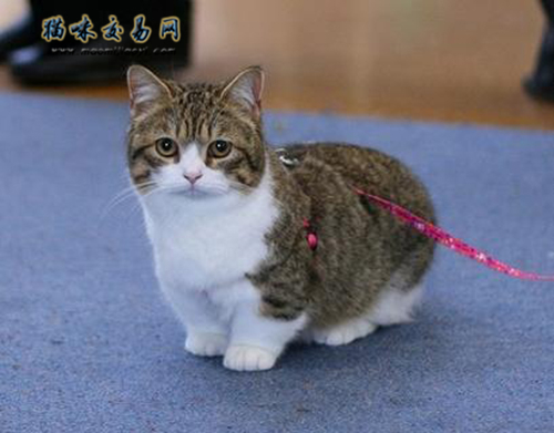 到现在为什么英国短毛猫那么火？