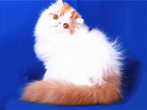 到现在为什么英国短毛猫那么火？