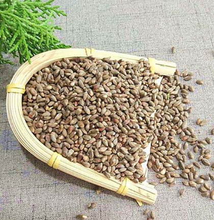 柏树籽的作用与功效