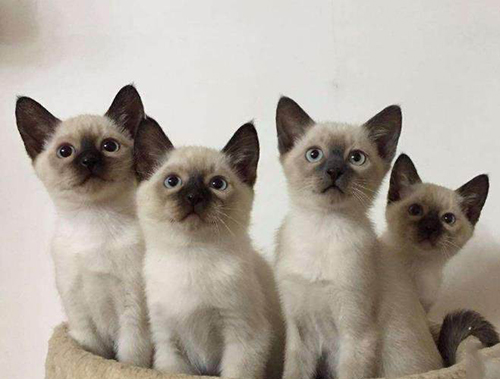 哪有这么贵？异国短毛猫就值这个价！