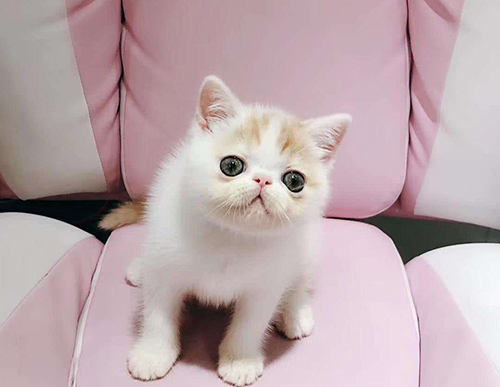 哪有这么贵？异国短毛猫就值这个价！
