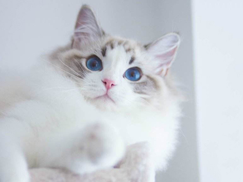宠物店主揭秘：多少钱都不卖的暹罗猫？