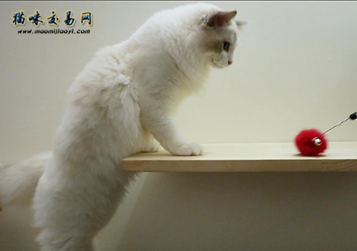 宠物店主揭秘：多少钱都不卖的暹罗猫？