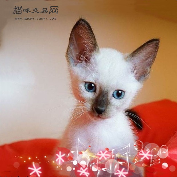 别说暹罗猫拜金，看了她的姿色买猫的都傻眼！