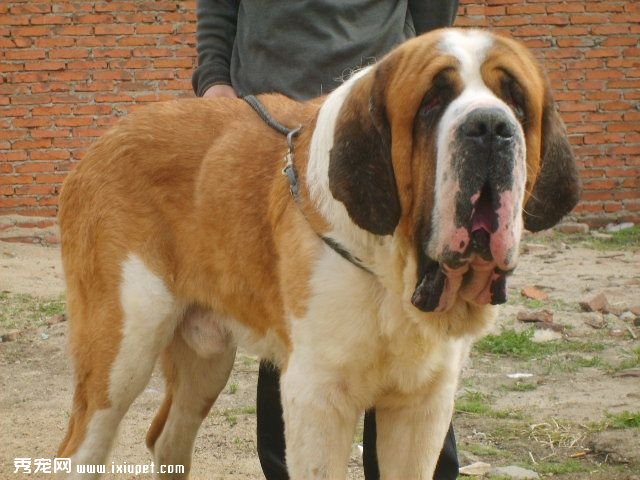 圣伯纳犬乱咬东西怎么办?如何制止?