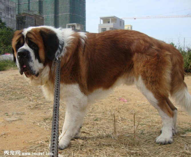 给圣伯纳犬配种需要注意什么
