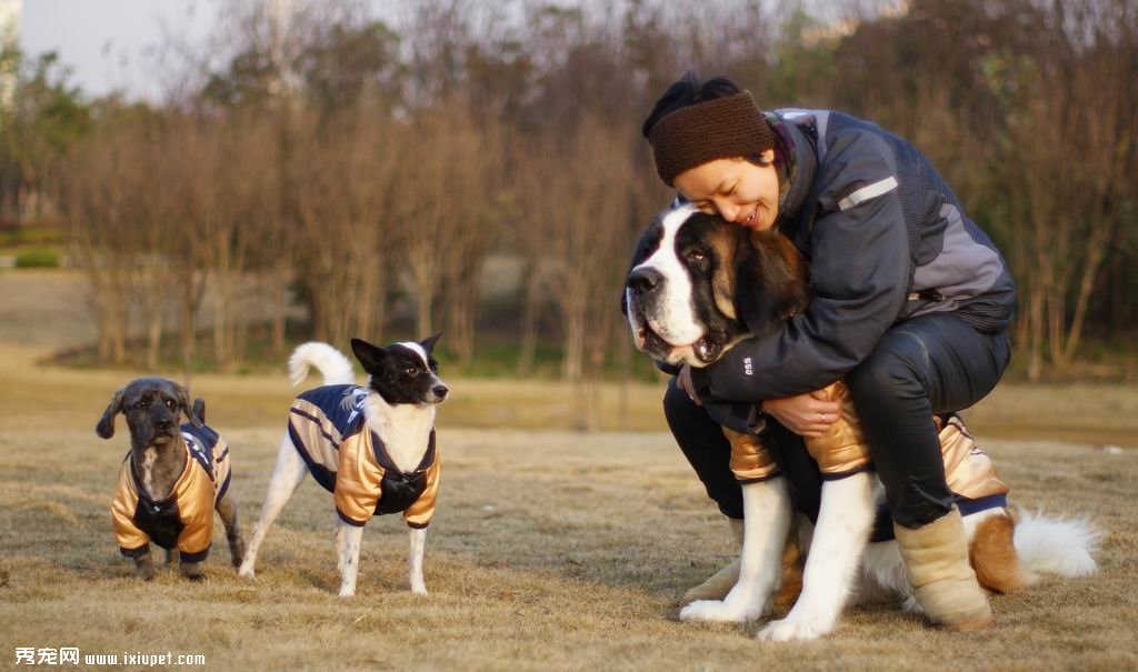 训练圣伯纳犬的最佳时间