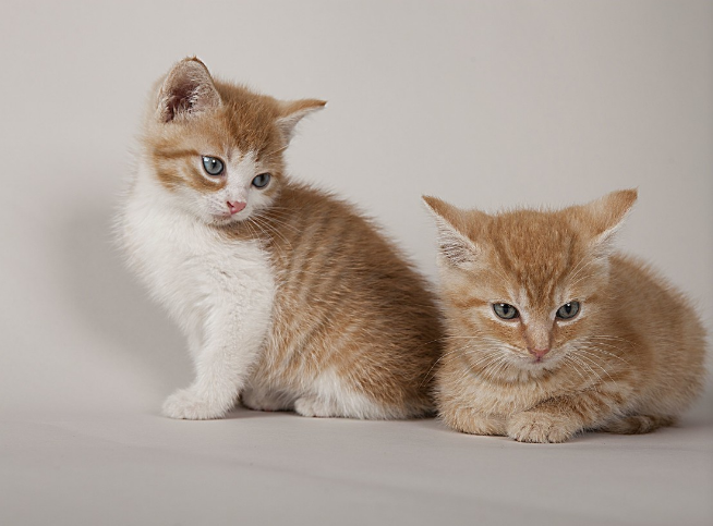 宠物小猫不喝奶怎么办?如何才能够让宠物小猫