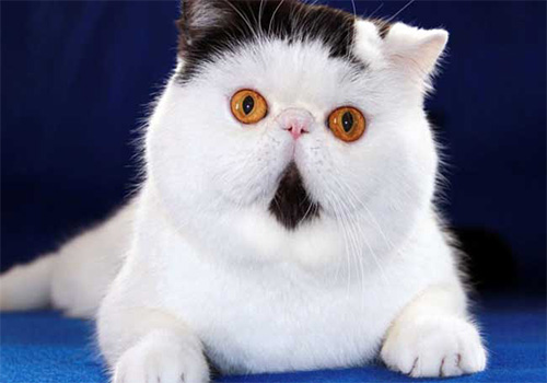 异国短毛猫的价格行情？异国短毛猫多少钱一只？
