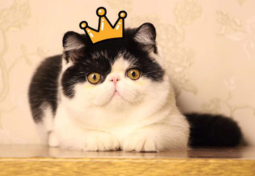 异国短毛猫的价格行情？异国短毛猫多少钱一只？