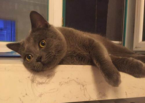 英短蓝猫的价格行情？英短蓝猫多少钱一只？