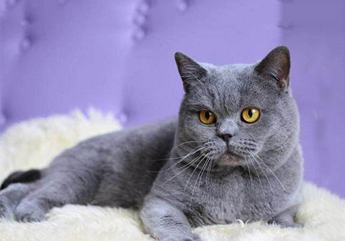 英短蓝猫的价格行情？英短蓝猫多少钱一只？