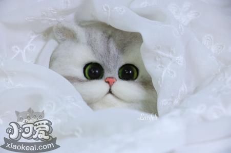 如何正确选择购买英短蓝猫