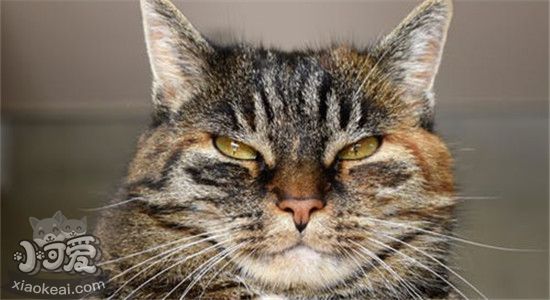 狸花猫太凶怎么办