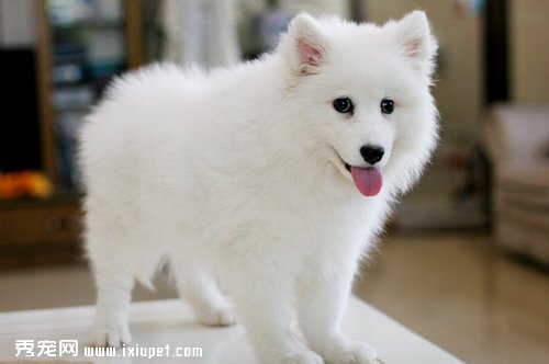 日本银狐犬训练应该从小抓起