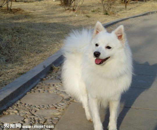 如何訓練銀狐犬不隨地大小便