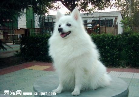 如何訓練日本銀狐犬不會亂叫