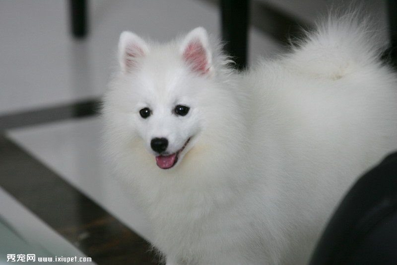如何區分銀狐犬與薩摩耶